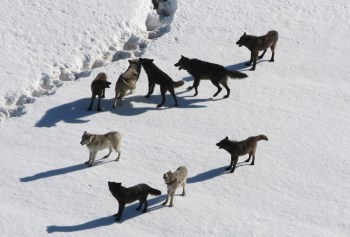 Gibbon wolf pack standing on snow;Doug Smith; March 2007